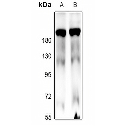 MLCK1 Rabbit Polyclonal Antibody