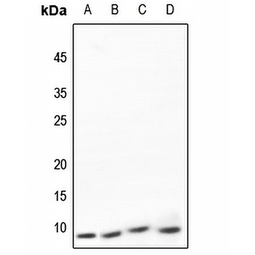NDUFA4 Rabbit Polyclonal Antibody