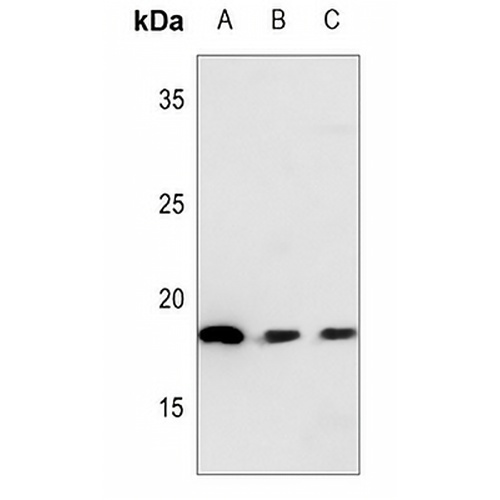 NEDD8 Rabbit Polyclonal Antibody