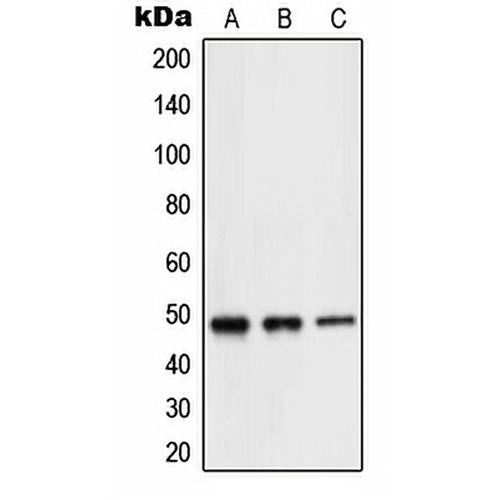 NEUROD2 Rabbit Polyclonal Antibody