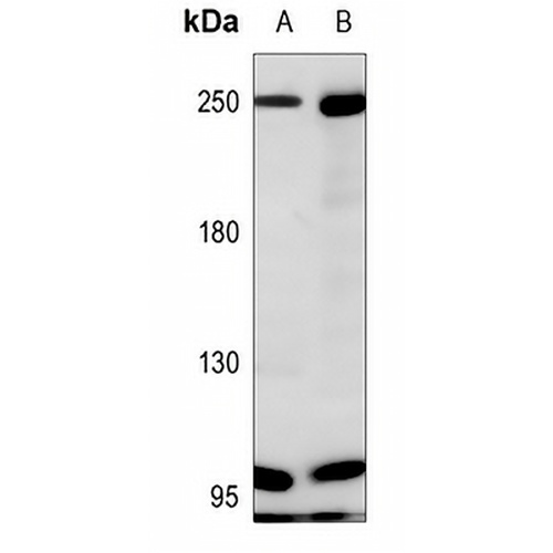 NF1 Rabbit Polyclonal Antibody
