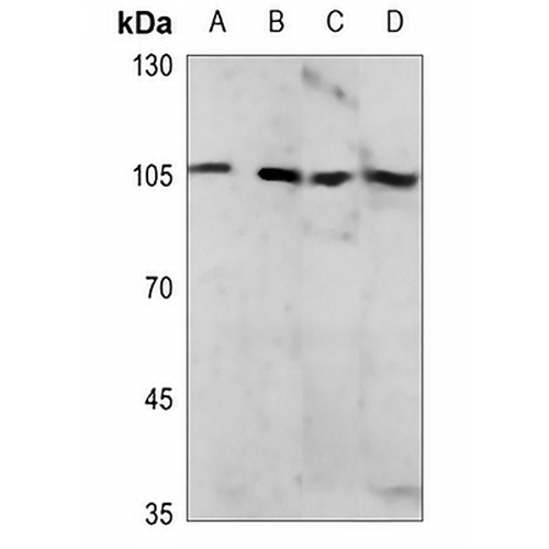 NF-kappaB p105 (Phospho-S927) Rabbit Polyclonal Antibody