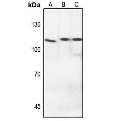 NF-kappaB p105 Rabbit Polyclonal Antibody
