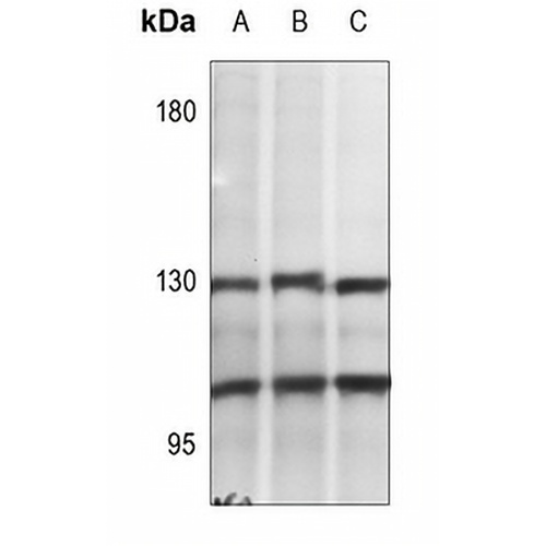 NF-kappaB p105/p50 (Phospho-S337) Rabbit Polyclonal Antibody