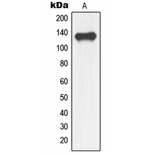 NFRKB Rabbit Polyclonal Antibody