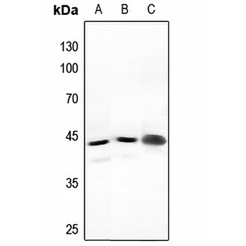 NFYA Rabbit Polyclonal Antibody