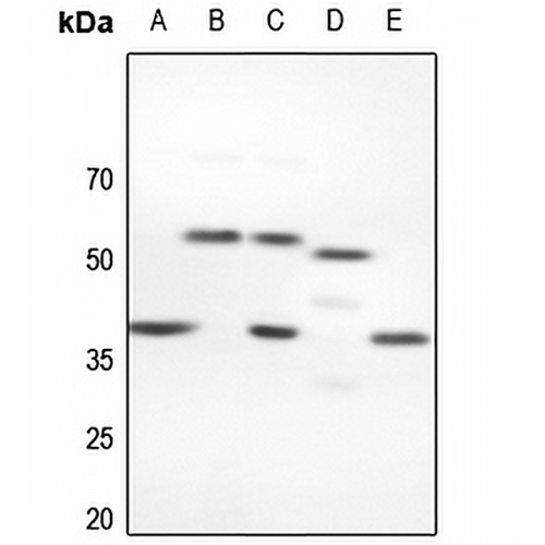 NFYC Rabbit Polyclonal Antibody