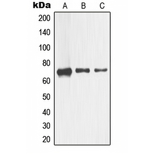 CD271 Rabbit Polyclonal Antibody