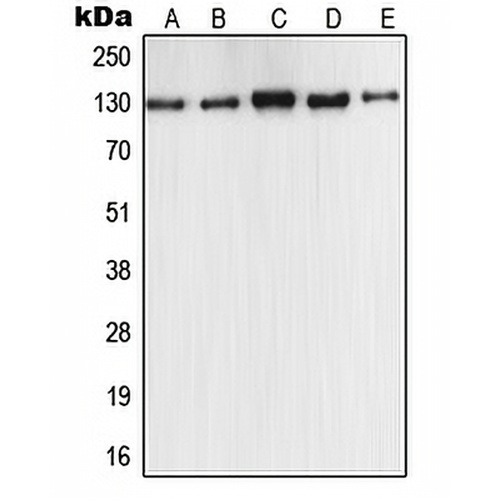 iNOS Rabbit Polyclonal Antibody