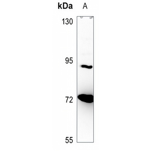 NPAS2 Rabbit Polyclonal Antibody