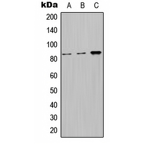 Nephrocystin 1 Rabbit Polyclonal Antibody