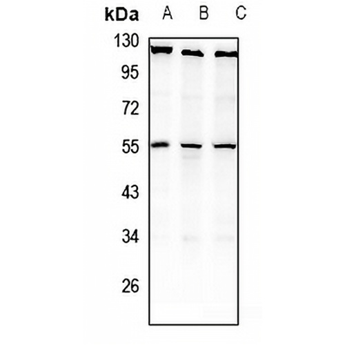 NPY2R Rabbit Polyclonal Antibody