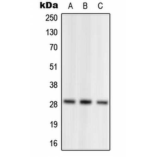 NRL Rabbit Polyclonal Antibody