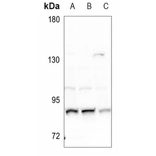 NUP88 Rabbit Polyclonal Antibody