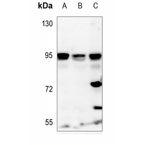 NVL Rabbit Polyclonal Antibody