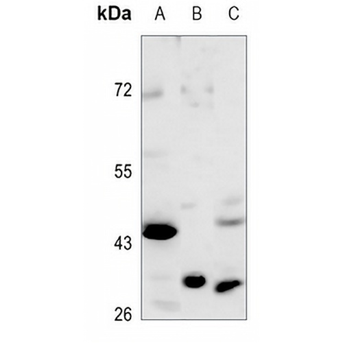 OAT Rabbit Polyclonal Antibody