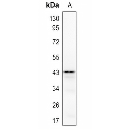 Delta Opioid Receptor Rabbit Polyclonal Antibody