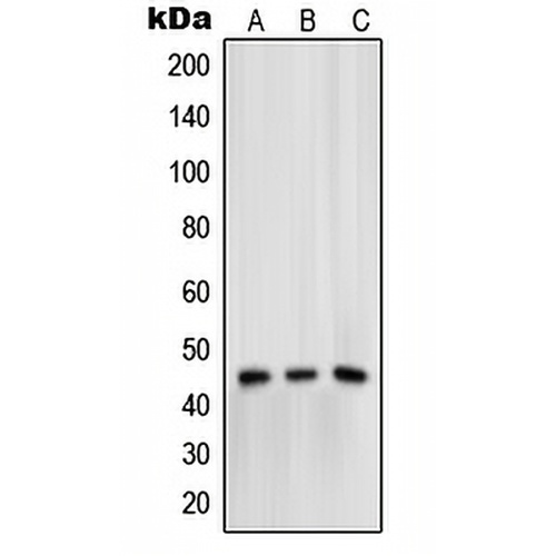 Mu Opioid Receptor (Phospho-S375) Rabbit Polyclonal Antibody