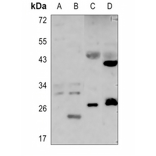 SIX6 Rabbit Polyclonal Antibody