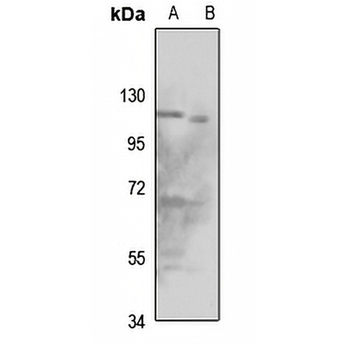 ORC1 Rabbit Polyclonal Antibody