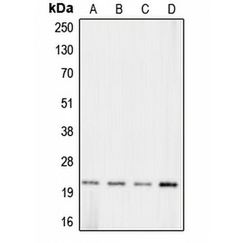 Claudin 11 Rabbit Polyclonal Antibody
