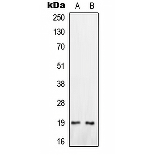 Oxytocin Rabbit Polyclonal Antibody