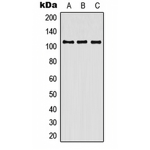 Contactin 3 Rabbit Polyclonal Antibody