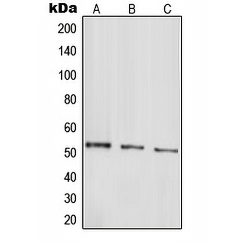 Parkin Rabbit Polyclonal Antibody