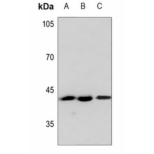 PAWR Rabbit Polyclonal Antibody