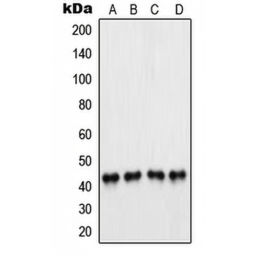 PAX5 Rabbit Polyclonal Antibody