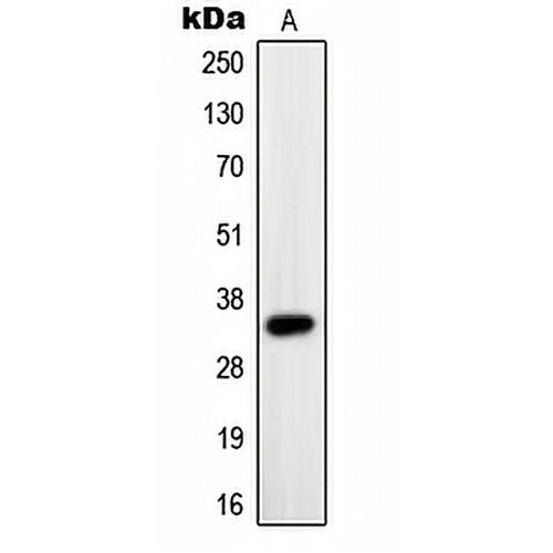PAX9 Rabbit Polyclonal Antibody