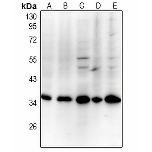 PCNA Rabbit Polyclonal Antibody