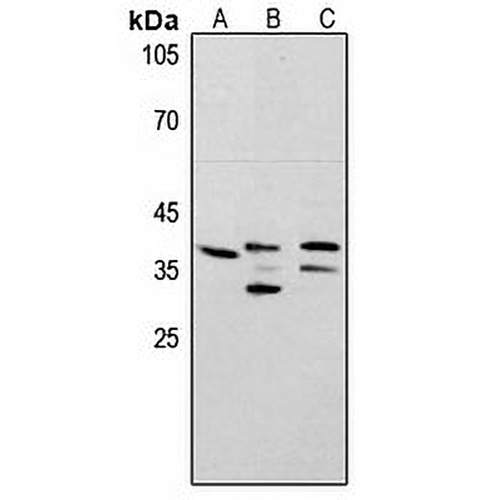 PCNA Rabbit Polyclonal Antibody