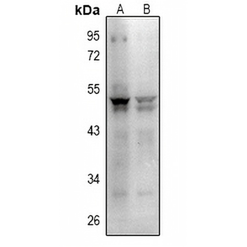 CD279 Rabbit Polyclonal Antibody