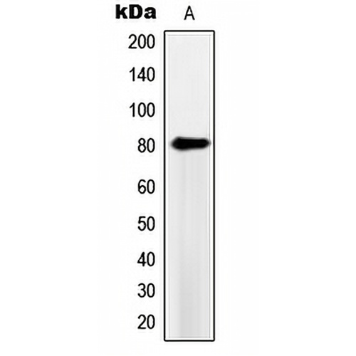 PDE4B/C/D Rabbit Polyclonal Antibody