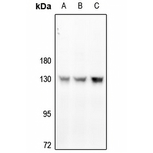 CD31 (Phospho-Y713) Rabbit Polyclonal Antibody