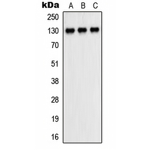CD31 Rabbit Polyclonal Antibody