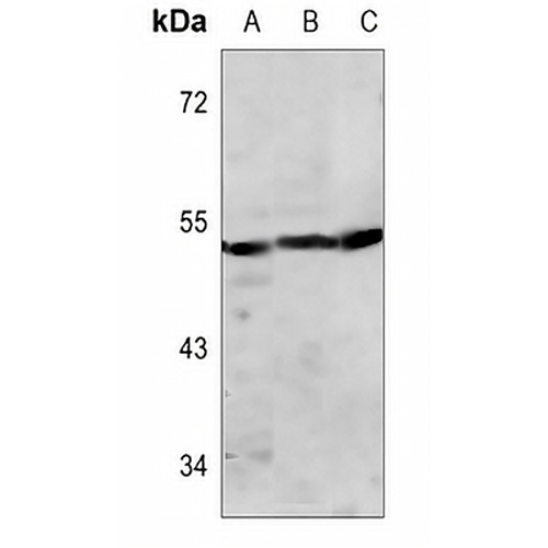 Pepsin A Rabbit Polyclonal Antibody