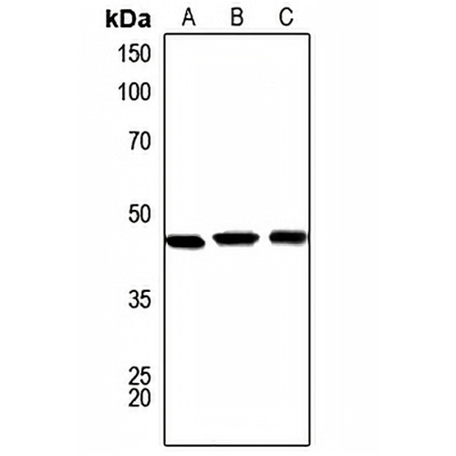 Serpin A1 Rabbit Polyclonal Antibody
