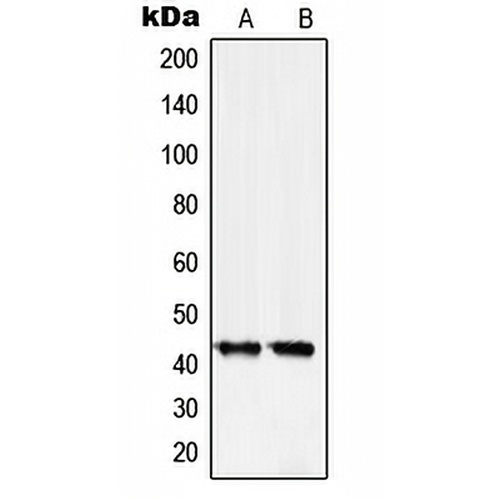 Serpin B5 Rabbit Polyclonal Antibody