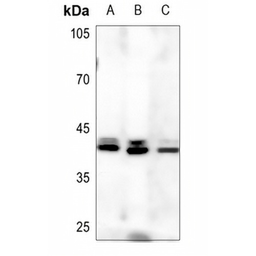 Serpin B9 Rabbit Polyclonal Antibody