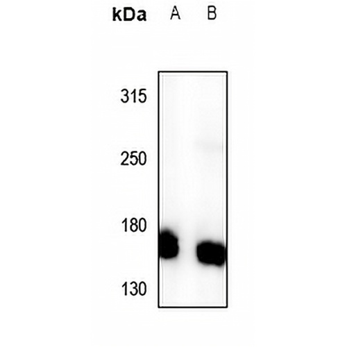 PI3K C2 gamma Rabbit Polyclonal Antibody