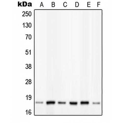 PIN1 (Phospho-S16) Rabbit Polyclonal Antibody