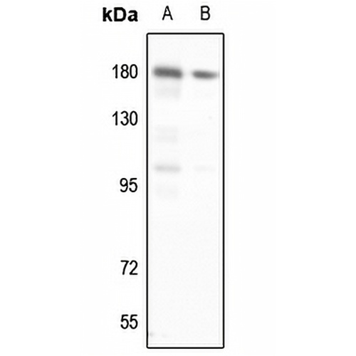 DNA Polymerase alpha 1 Rabbit Polyclonal Antibody