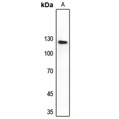 DNA Polymerase delta 1 Rabbit Polyclonal Antibody