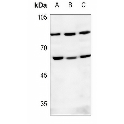 DNA Polymerase epsilon 2 Rabbit Polyclonal Antibody