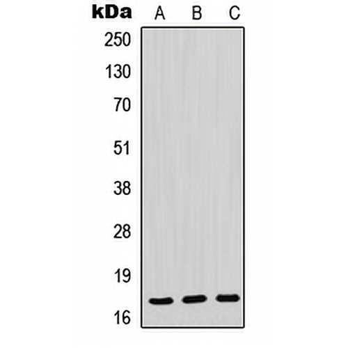 POLR2H Rabbit Polyclonal Antibody
