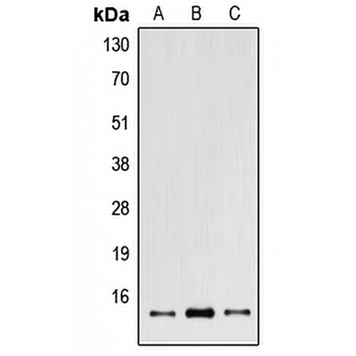 POLR2I Rabbit Polyclonal Antibody