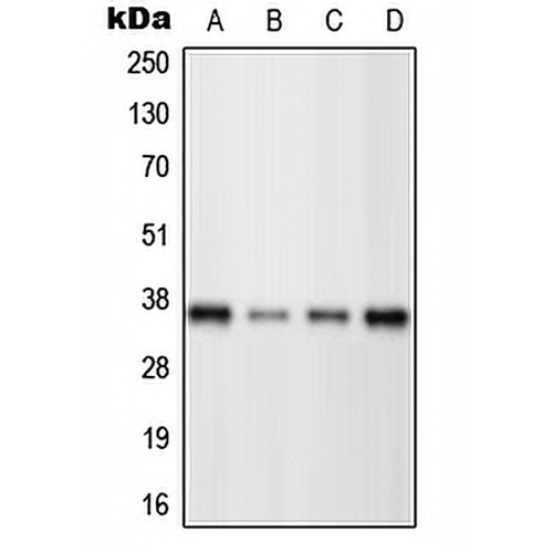 BRN3C Rabbit Polyclonal Antibody