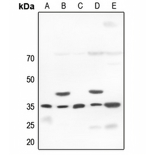 OCT4 Rabbit Polyclonal Antibody